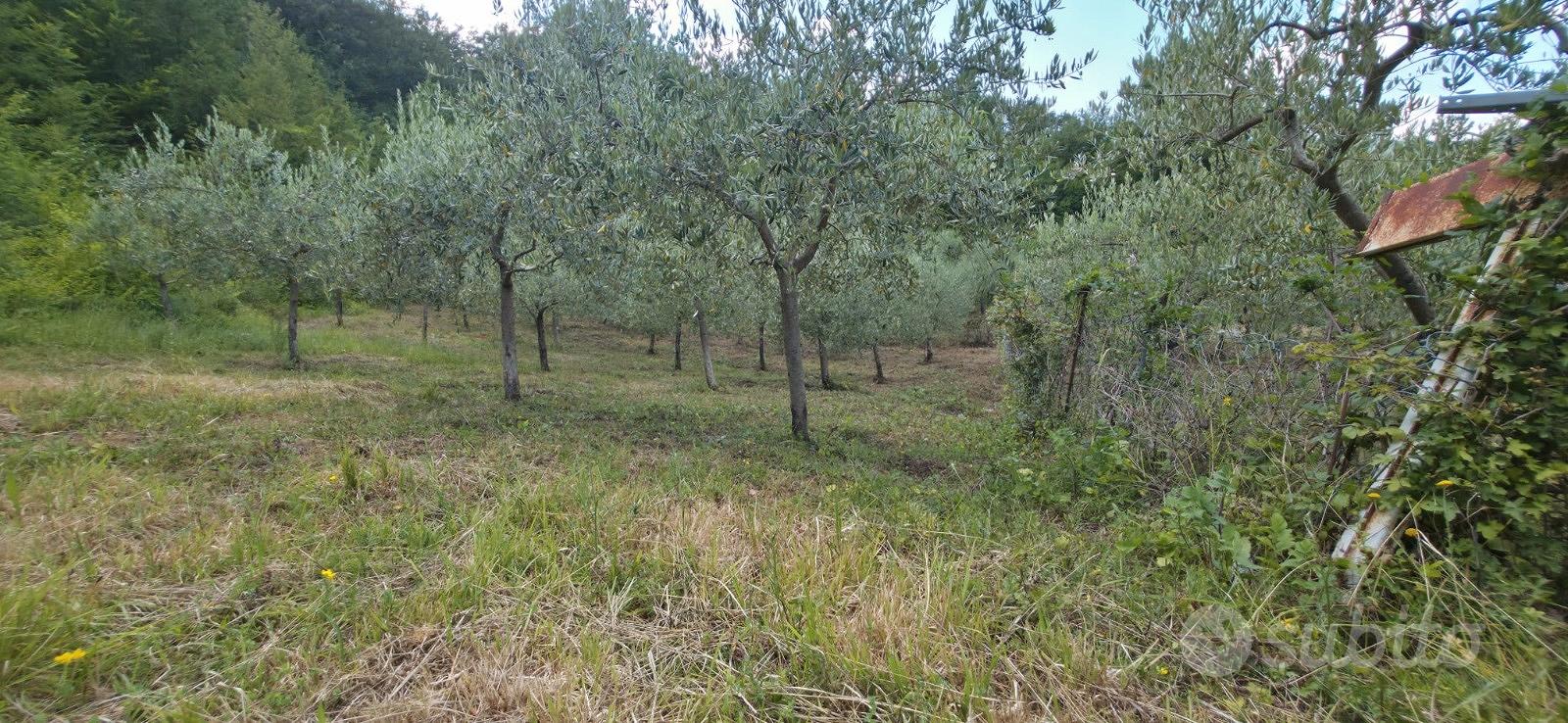 Terreno con uliveto - Vista 3