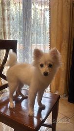 Cucciola di Spit tedesco piccola