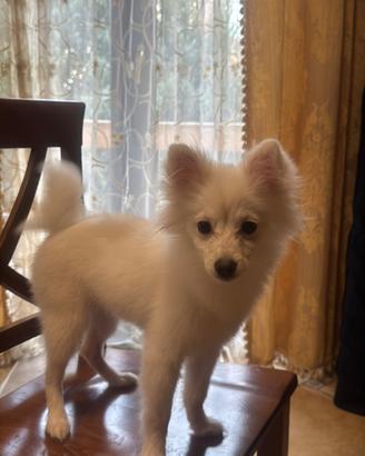 Cucciola di Spit tedesco piccola