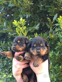 Cucciolo Rottweiler