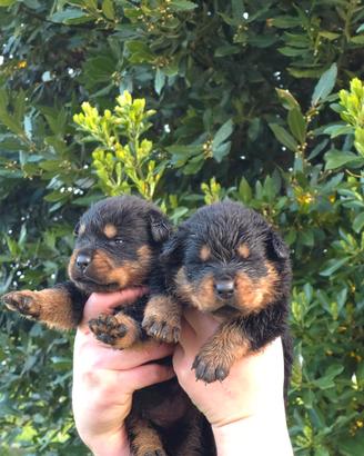Cucciolo Rottweiler