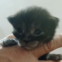 Maine coon maschi e femmine