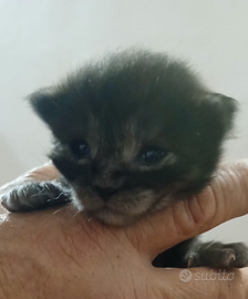 Maine coon maschi e femmine