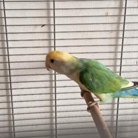 Pappagallo inseparabili