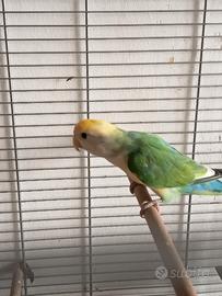 Pappagallo inseparabili