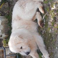 Pastore maremmano abruzzese