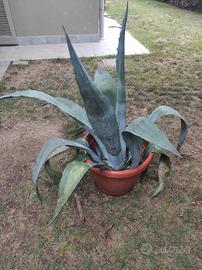 Agave 