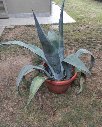 Agave 