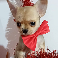 Cucciolo chihuahua pedigree enci