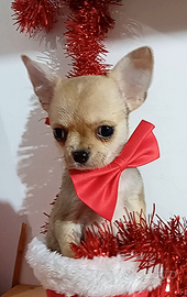 Cucciolo chihuahua pedigree enci