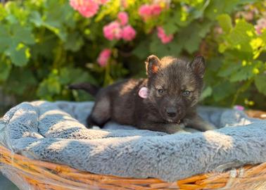 Siberian husky con pedigree enci