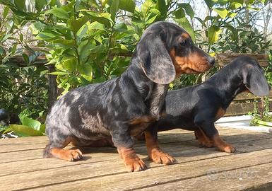 Bassotto cuccioli