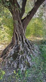 Pianta olivo secolare