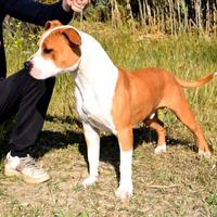 Amstaff per monta