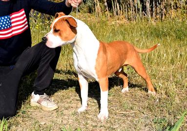 Amstaff per monta
