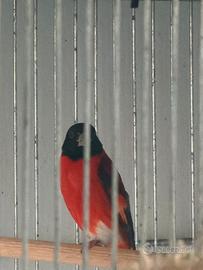 Cardinalino del venezuela