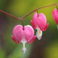 Pianta di dicentra - Core di Maria
