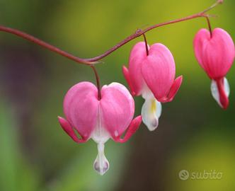 Pianta di dicentra - Core di Maria
