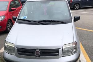 Panda grigia
