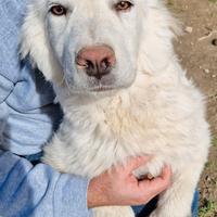 Gli occhi di white parlano