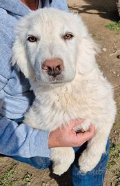 Gli occhi di white parlano