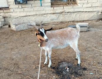 Capra incrocio sanen e capra delle alpi
