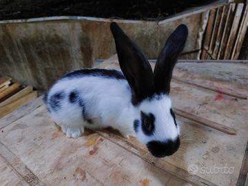 Conigli papillon o giganti pezzati