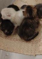 Gattini meravigliosi