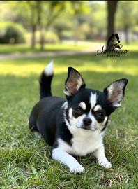 cucciola di Chihuahua con pedigree Enci/Fci 