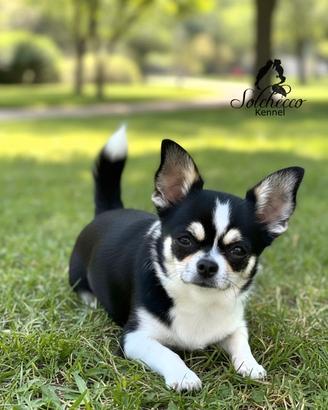 cucciola di Chihuahua con pedigree Enci/Fci 