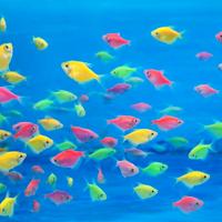 Pesci tropicali fluo