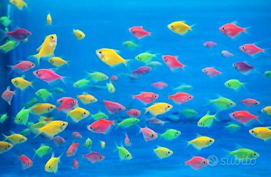 Pesci tropicali fluo