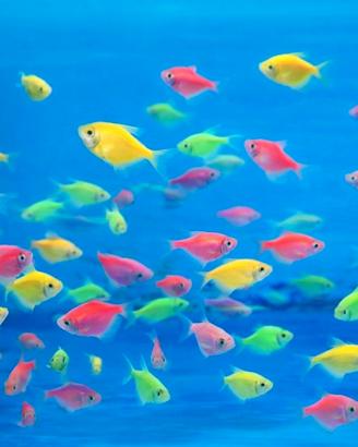 Pesci tropicali fluo