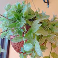Tradescantia fluminensis albovittata 