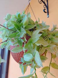 Tradescantia fluminensis albovittata 