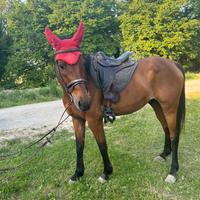 Cavallo da passeggiata