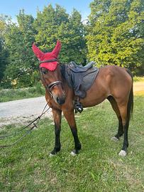 Cavallo da passeggiata