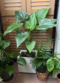 Alocasia Cucullata con vaso