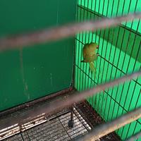 Pappagalli parrocchetto