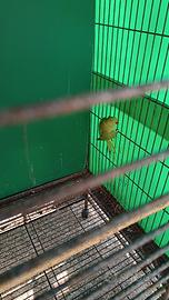 Pappagalli parrocchetto