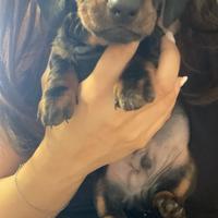 Cuccioli Bassotto Standard maschio e femmina