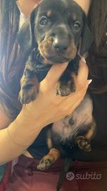 Cuccioli Bassotto Standard maschio e femmina