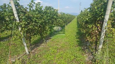 TERRENO AGRICOLO SALGAREDA