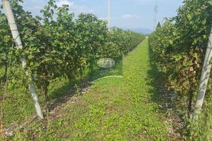 TERRENO AGRICOLO SALGAREDA