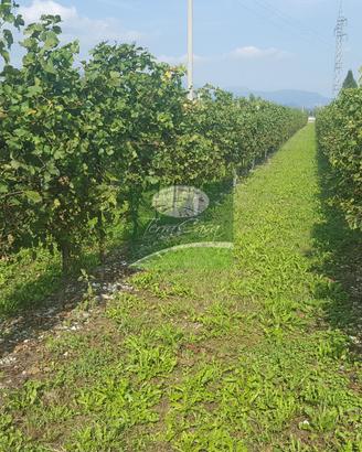 TERRENO AGRICOLO SALGAREDA