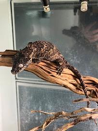 Gechi Auriculatus ( geco Gargoyle )