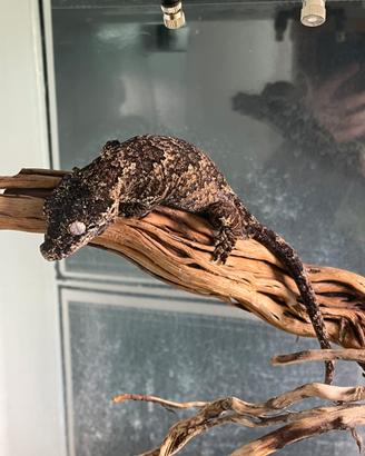 Gechi Auriculatus ( geco Gargoyle )