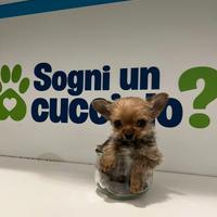 Chorkie teacup da Chihuahua e Yorkshire
