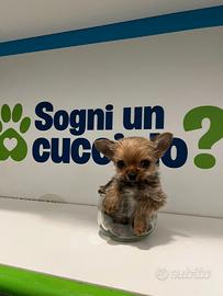 Chorkie teacup da Chihuahua e Yorkshire