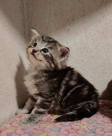 Cuccioli di gatto norvegese